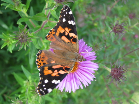 metamorphosis of a butterfly. like the metamorphosis of